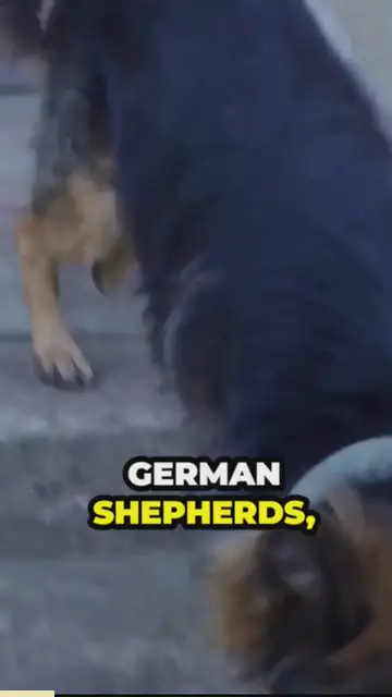 'Video thumbnail for the misunderstood loyalty'
