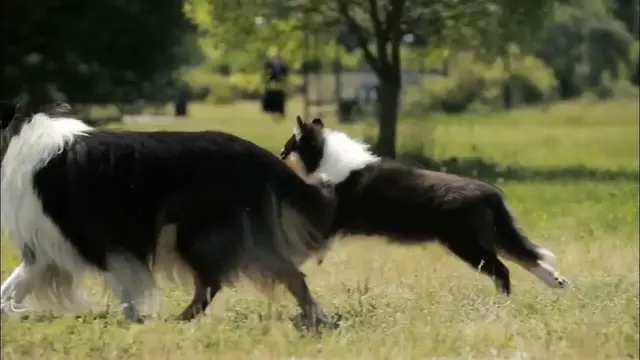 'Video thumbnail for shepherd dog site'