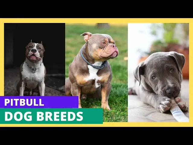 'Video thumbnail for Types of PITBULL Breeds: Pit Bull Breeds Explained #pitbull'