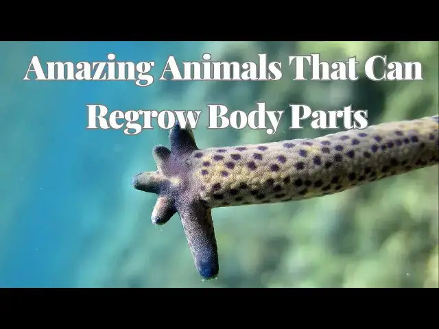 'Video thumbnail for Amazing Animals That Regrow Their Lost Body Parts Naturally'