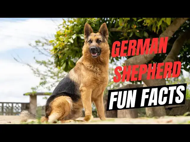 'Video thumbnail for German Shepherd Fun Facts'