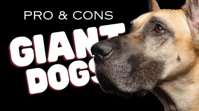 'Video thumbnail for Pros And Cons of Owning a Giant Breed Dog - Dogs 101'