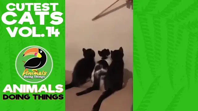 'Video thumbnail for Funny Cats Vol. 14 | Animals Doing Things'