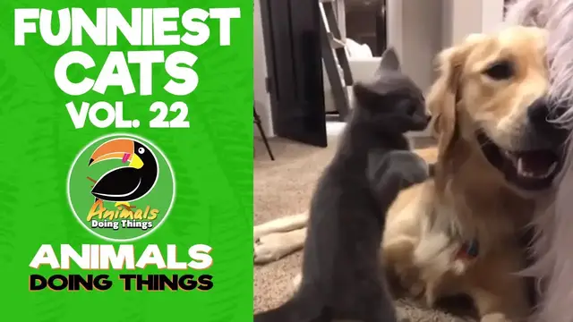 'Video thumbnail for Funny Cats Vol. 22 | Animals Doing Things'
