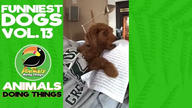 'Video thumbnail for Funny Dogs Vol. 13 | Animals Doing Things'