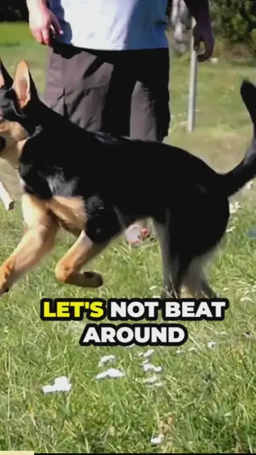 'Video thumbnail for are german shepherds dangerous_'