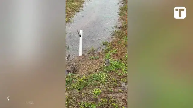 'Video thumbnail for Resident Goes All Out To Save Burrowing Owls Whose Home Was Destroyed By Storm'