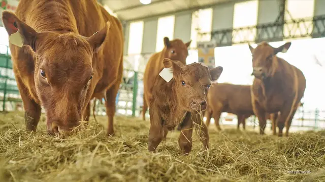 'Video thumbnail for Low cattle supply could push steak prices up at supermarket'
