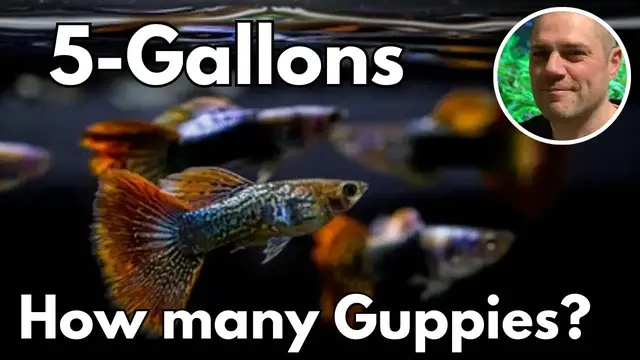 'Video thumbnail for How Many Guppies Can You Keep in a 5 Gallon Aquarium?'