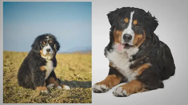 'Video thumbnail for Bernese Mountain Dog Temperature Guide For Hot & Cold Climates'