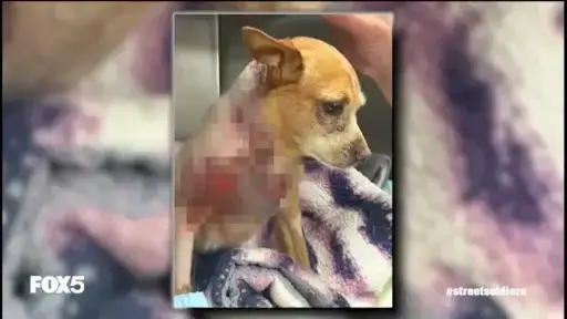 'Video thumbnail for Penny’s Law: Should dog owners go to jail for attacks? | Street Soldiers with Lisa Evers'