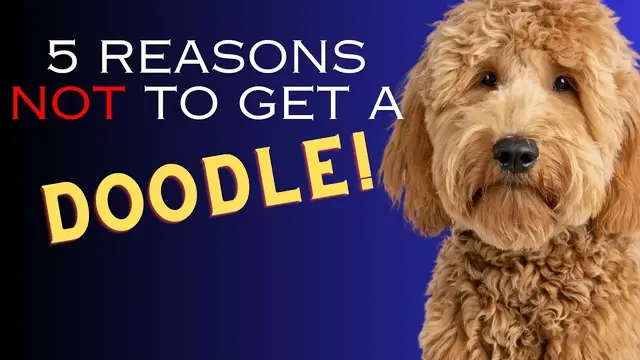 'Video thumbnail for 5 Reasons NOT to Get a DOODLE or Designer Dog - Dogs 101'