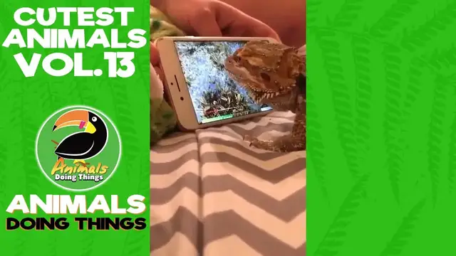 'Video thumbnail for Funny Animals Vol. 13 | Animals Doing Things'