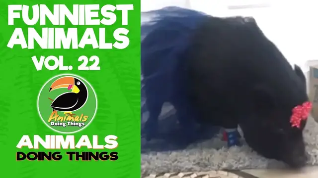 'Video thumbnail for Funny Animals Vol. 22 | Animals Doing Things'