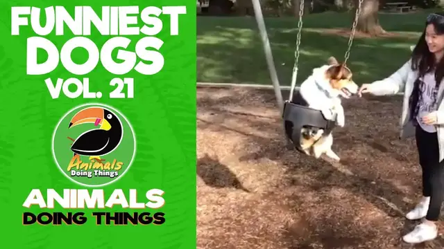 'Video thumbnail for Funny Dogs Vol. 21 | Animals Doing Things'