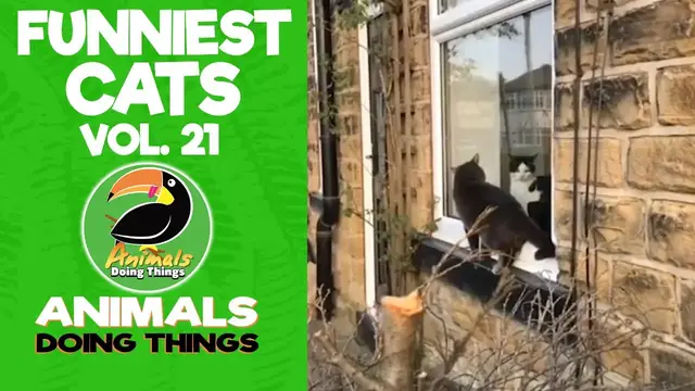 'Video thumbnail for Funny Cats Vol. 21 | Animals Doing Things'