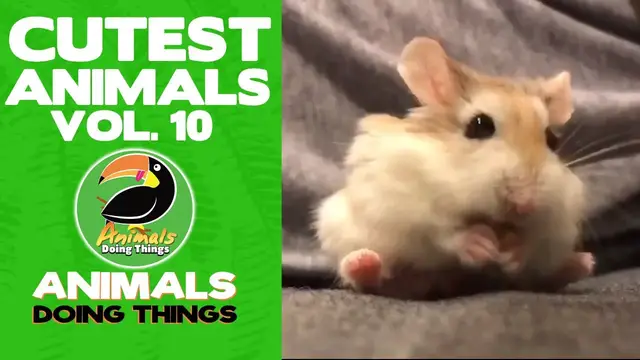 'Video thumbnail for Funny Animals Vol. 10 | Animals Doing Things'