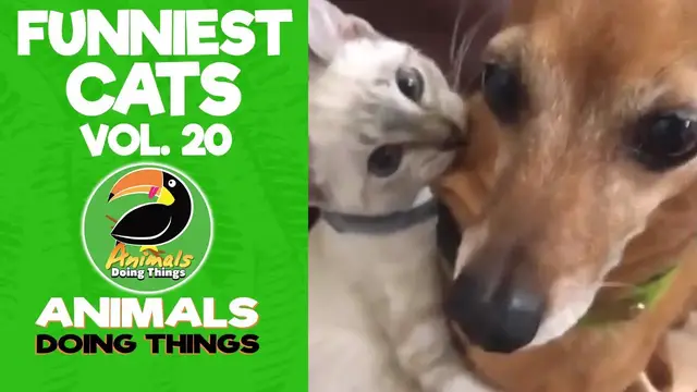 'Video thumbnail for Funny Cats Vol. 20 | Animals Doing Things'