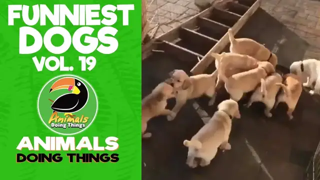 'Video thumbnail for Funny Dogs Vol. 19 | Animals Doing Things'
