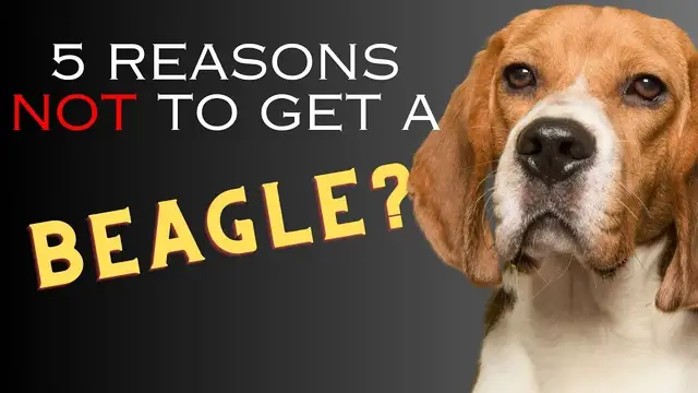 'Video thumbnail for 5 Reasons NOT to Get a Beagle - Dogs 101'