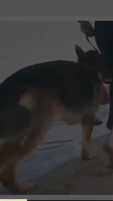 'Video thumbnail for are german shepherds dangerous_ (1)'