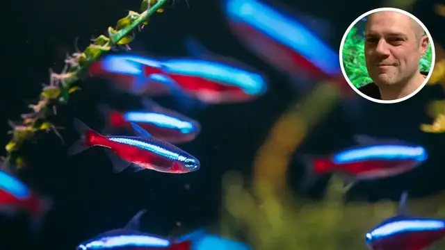 'Video thumbnail for The Benefits of Quarantining Fish: Keeping Your Aquarium Safe'