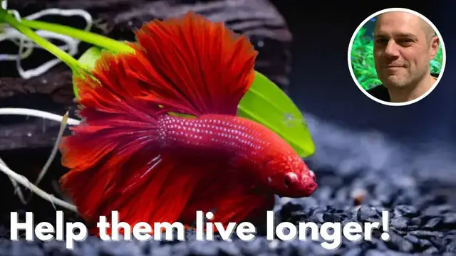 'Video thumbnail for Betta Fish Lifespan: What Every Owner Should Know'
