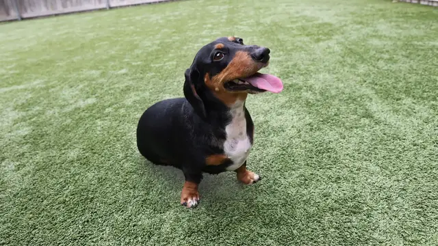 'Video thumbnail for Clever dog can remove bottle caps from bottles in record time'