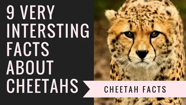 'Video thumbnail for Cheetah Facts | Interesting Facts About Cheetah'
