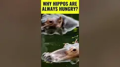 'Video thumbnail for Hippos in Action | Why Hippos Are Always Hungry  #shorts'