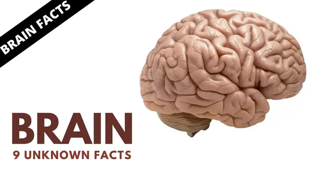'Video thumbnail for Amazing Facts About Human Brains | Interesting Brain Facts'