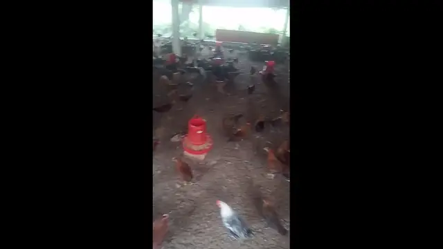 'Video thumbnail for Poultry rearing farm'