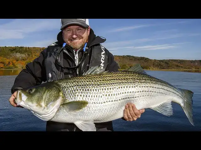 'Video thumbnail for Giant Striped Bass in New Brunswick | Fish'n Canada'
