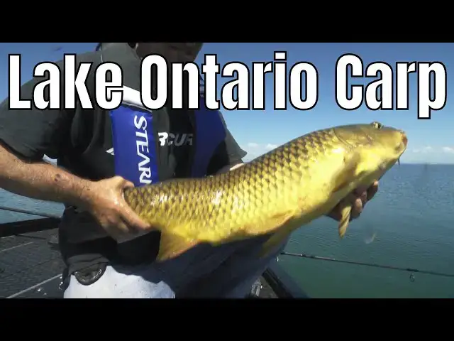 'Video thumbnail for Surrounded By Lake Ontario Carp | Fish'n Canada'