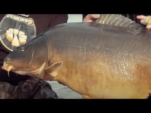 'Video thumbnail for World Carp Classic | Interview with Ross Honey about World Carp Classic 2020'