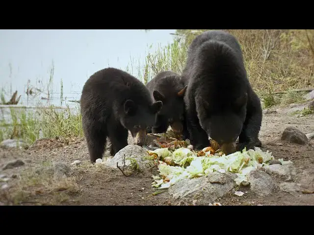 'Video thumbnail for Best Bear Deterrent: Crazy Way to Protect Yourself from a Bear'