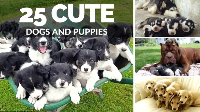 'Video thumbnail for 25 Cute Dogs And Puppies | Dogs with Puppies'