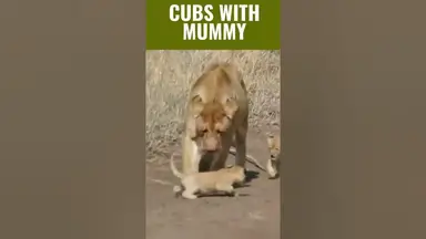 'Video thumbnail for Cute Adorable Lion Cubs | Lion Cubs in Action #shorts'