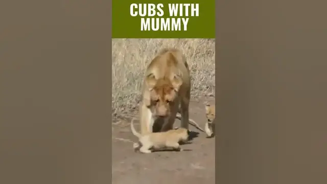 'Video thumbnail for Cute Adorable Lion Cubs | Lion Cubs in Action #shorts'