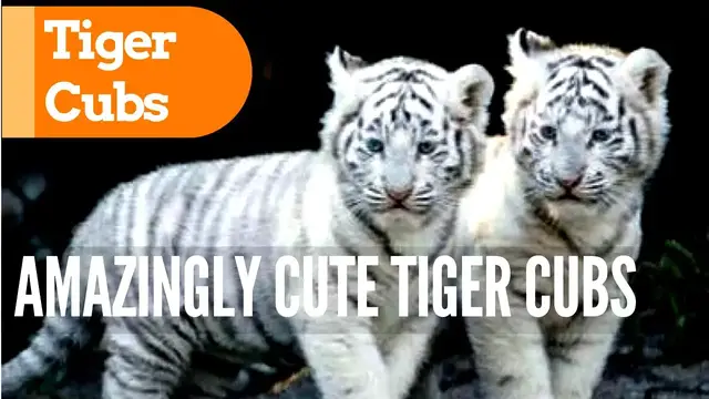 'Video thumbnail for Amazingly Cute Tiger Cubs in Action'