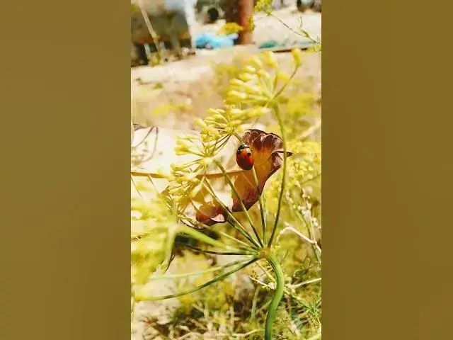 'Video thumbnail for الدعسوقه ملتهمة المن'