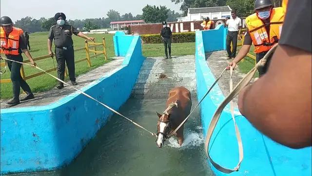 'Video thumbnail for Horse Swimming Exercise'