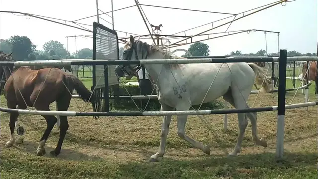 'Video thumbnail for Horse Training Exercise'