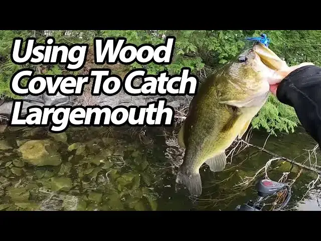 'Video thumbnail for How to Catch Largemouth Bass by Casting Under Fallen Trees'
