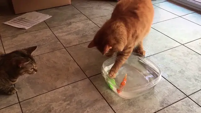 'Video thumbnail for Cats going fishing.'