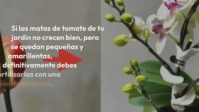 'Video thumbnail for Un fertilizante natural que hace que los tomates crezcan 10 veces más rápido:'