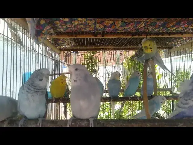 'Video thumbnail for 100% Natural Parrot Ambience for Deep Peace 🧘#BirdAmbience #NatureVibes #ParrotHealing #DeepRelax'