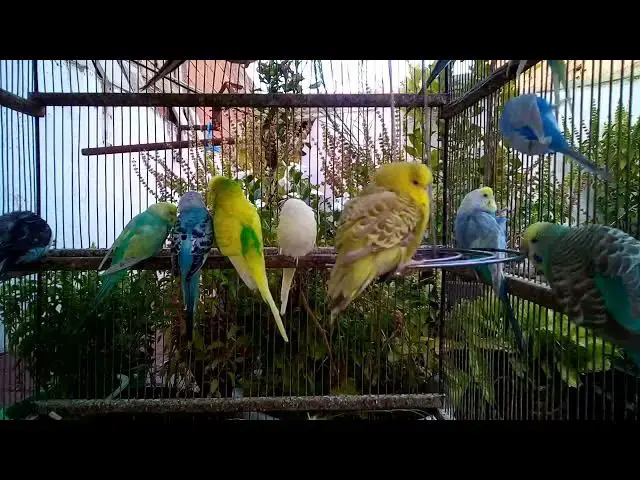 'Video thumbnail for Work Focus Parrot Sound – No Distractions 🖥️🦜#ParrotStudySounds #FocusZone #WorkWithBirds #CalmVib'