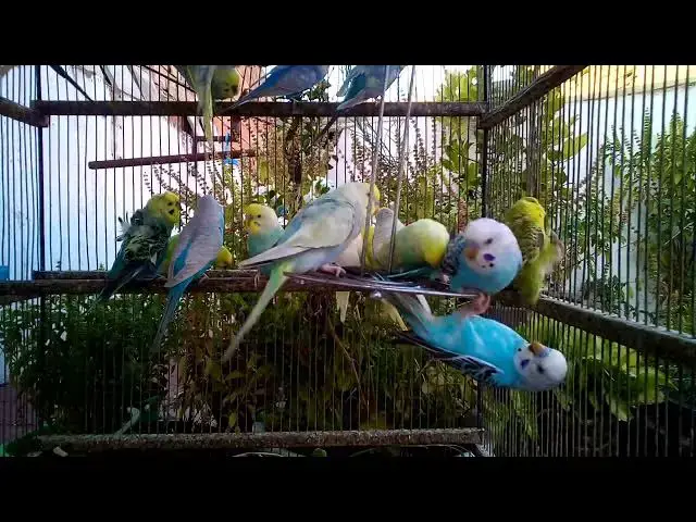 'Video thumbnail for The Most Calming Parrot Video You’ll Watch Today 🧘‍♂️🎶#CalmBirds #SoothingSounds #MentalPeace #Nat'