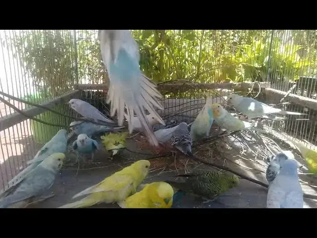 'Video thumbnail for Silent Parrot Soundscape – Pure Natural Relaxation 🔇🕊️#BirdLovers #NaturalPeace #RelaxNow #ParrotV'